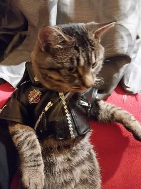 Lost Cat in Hanover