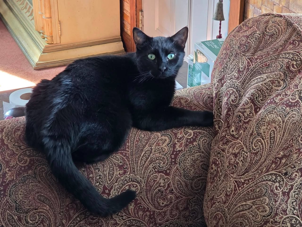 Lost Cat in Lyon County