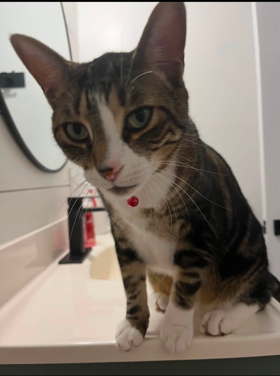 Lost Cat in Owen Sound