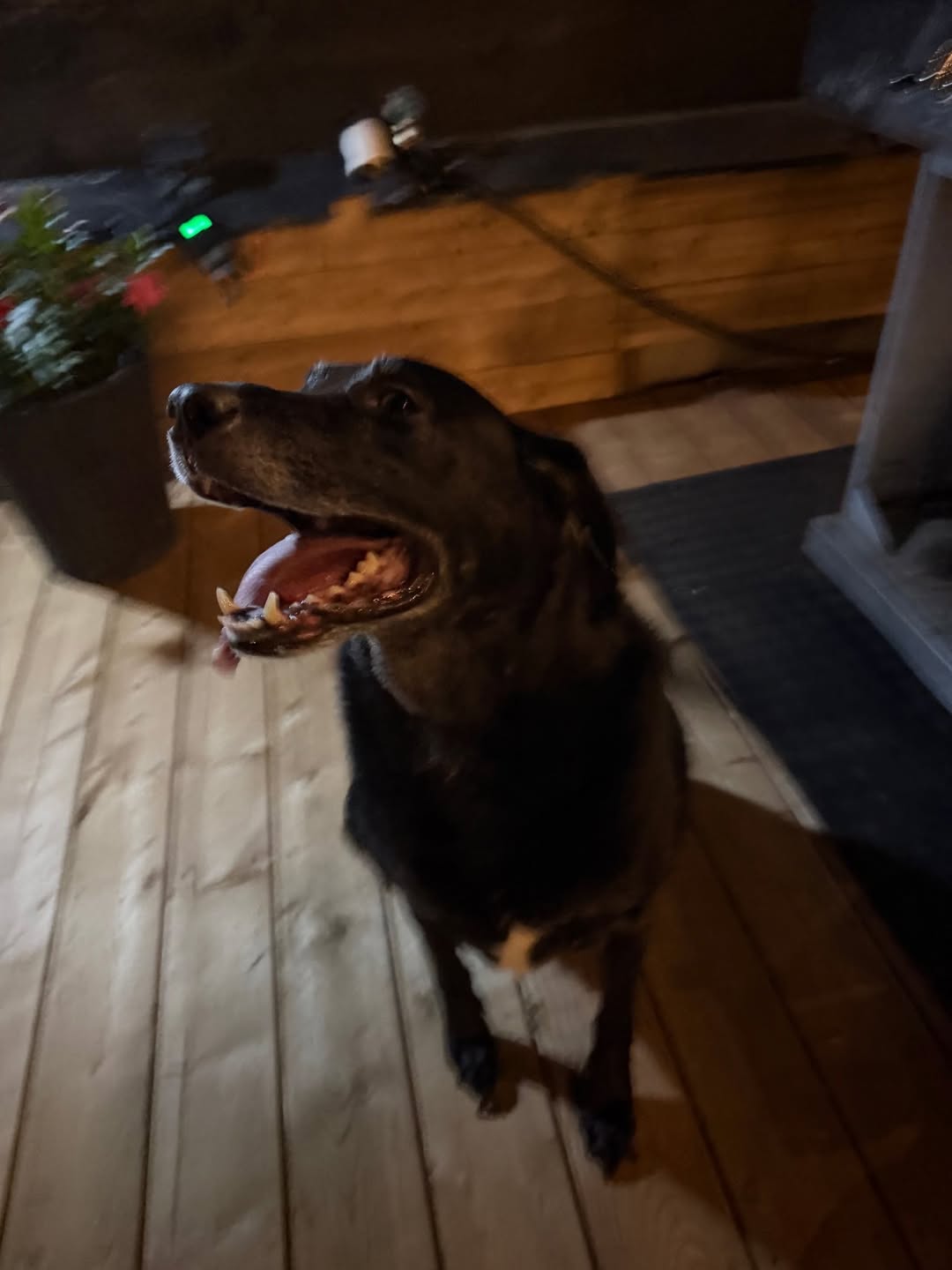 Found dog