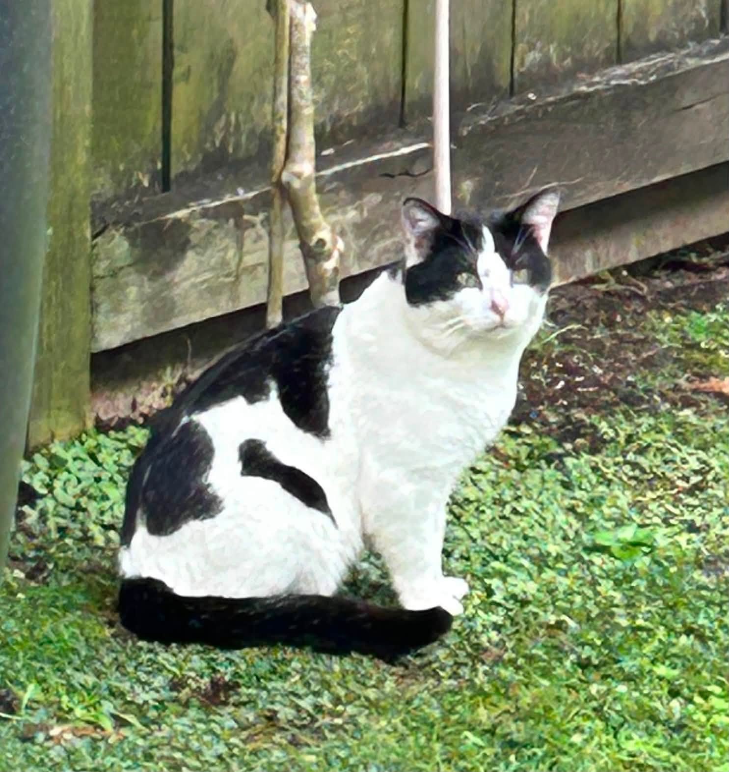 Found cat