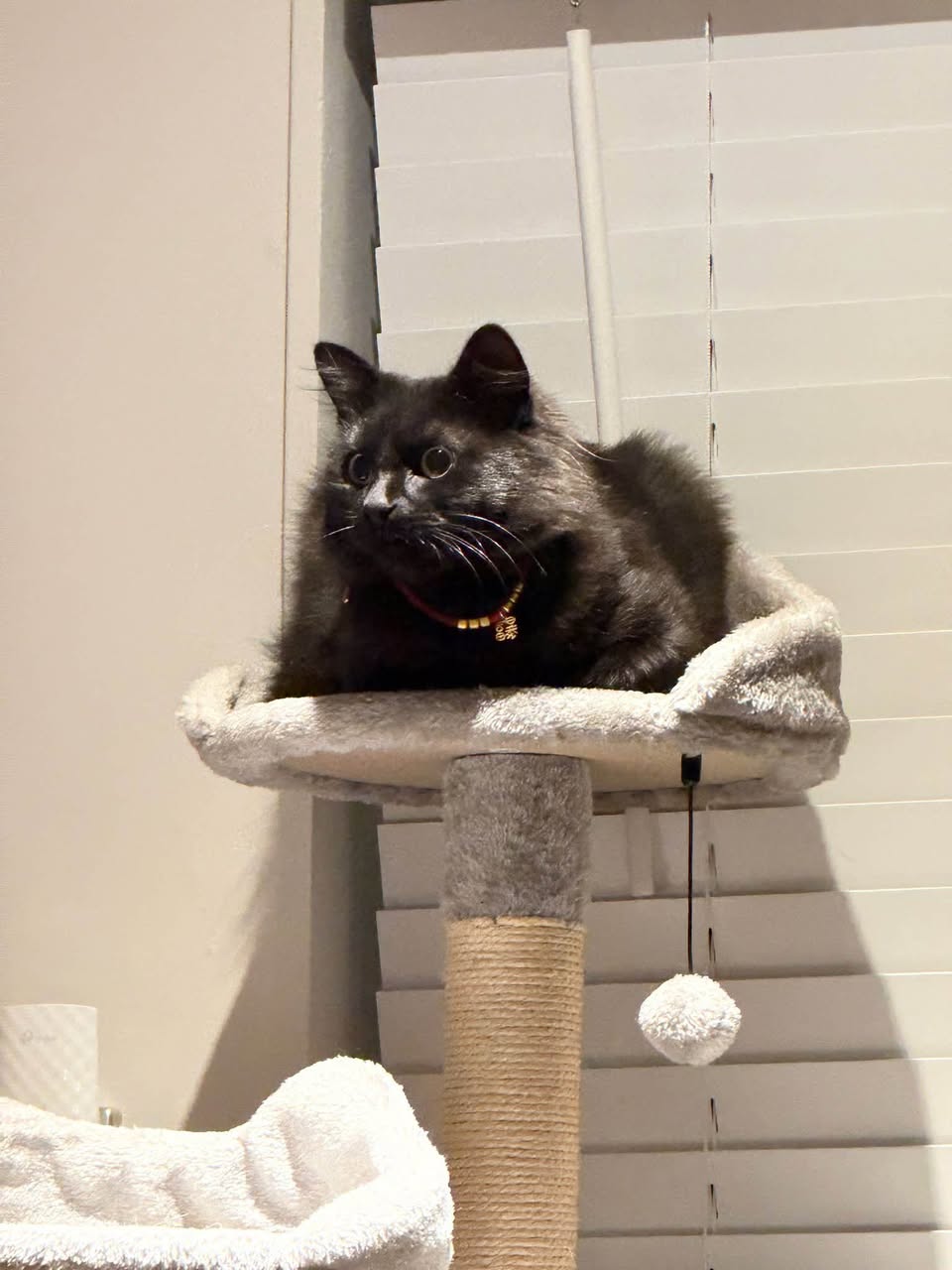 Lost Cat in Auckland