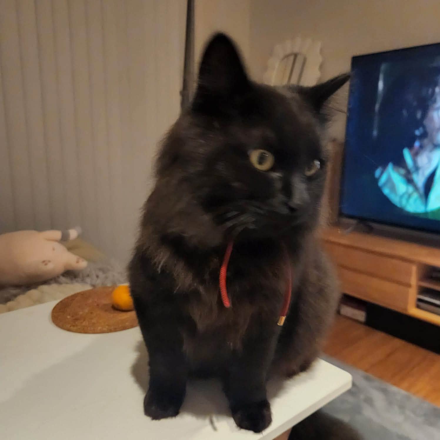 Lost cat