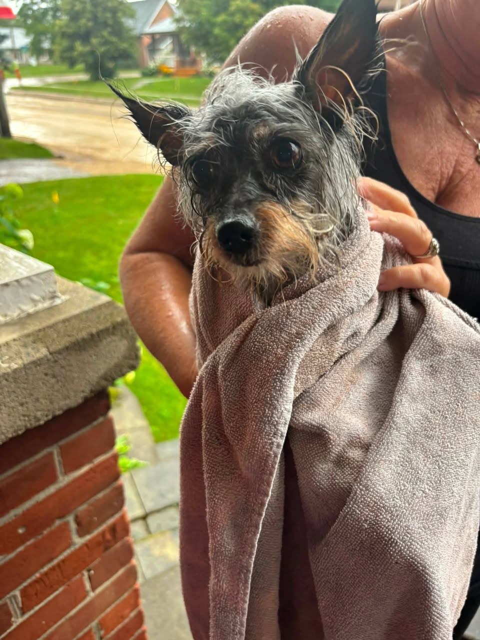 Found Dog in Markdale