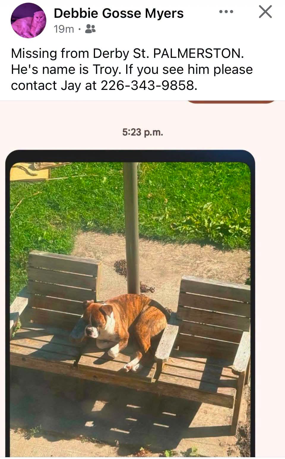 Lost Dog in Palmerston