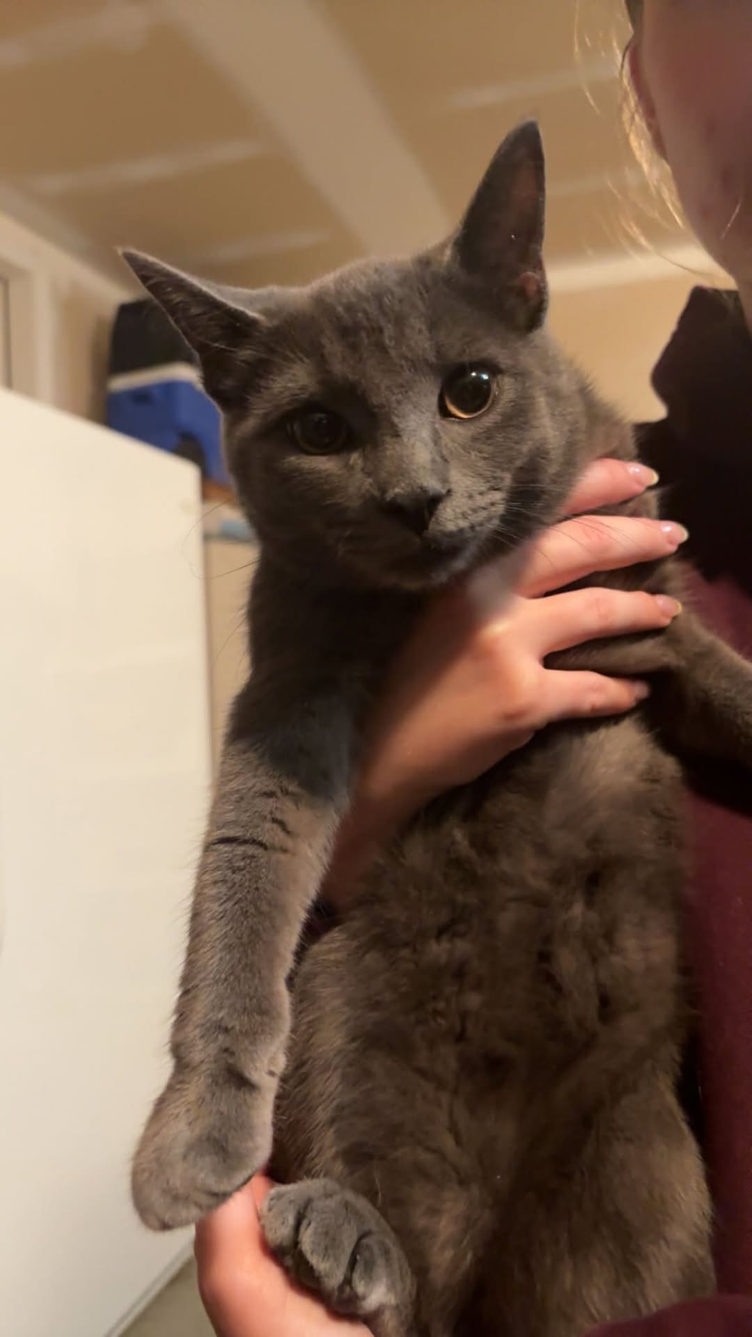 Found Cat in Port Elgin