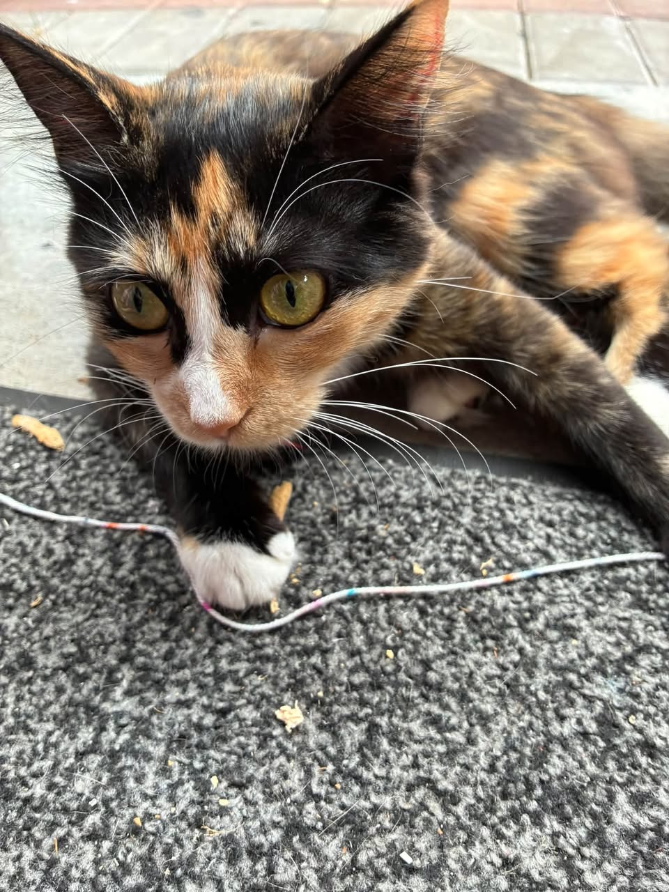Lost cat