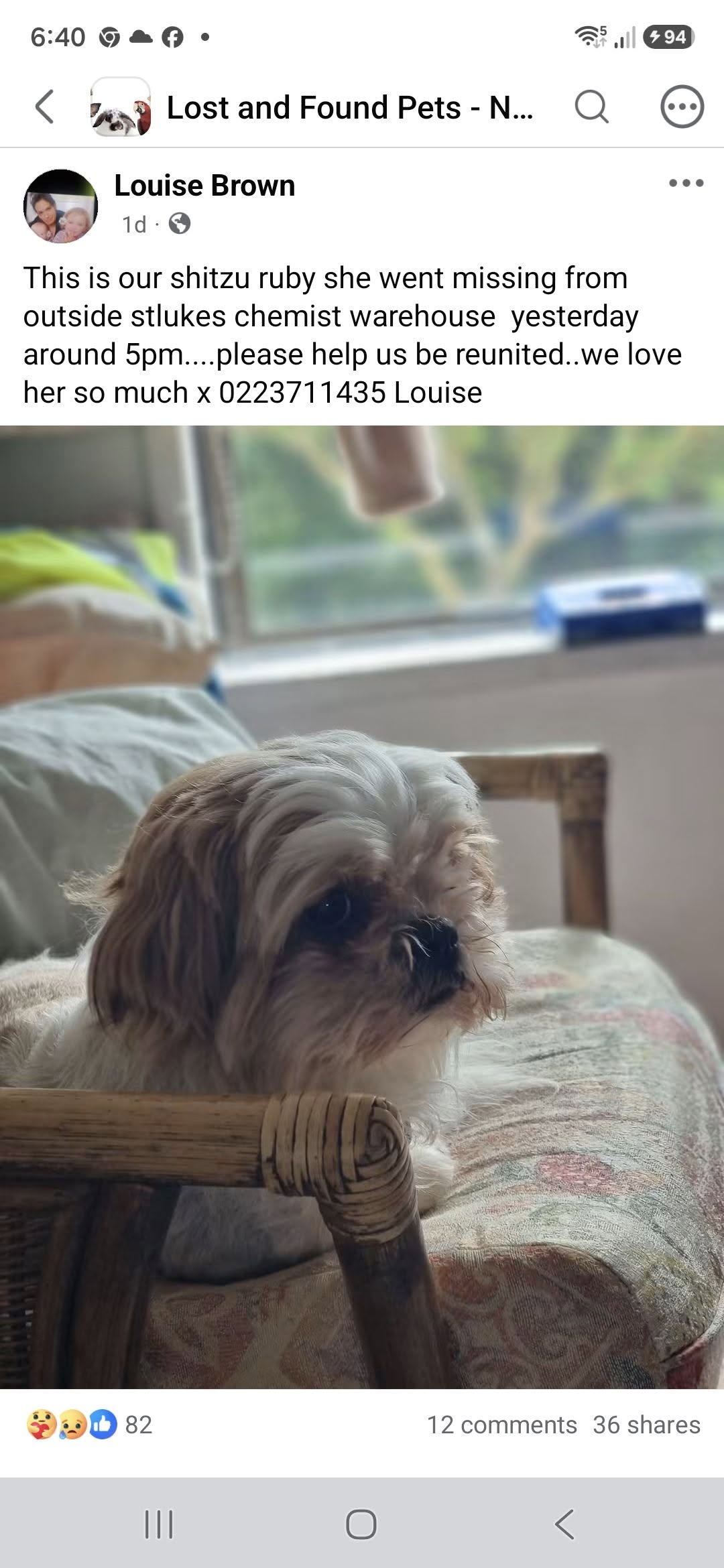Lost Dog in Auckland