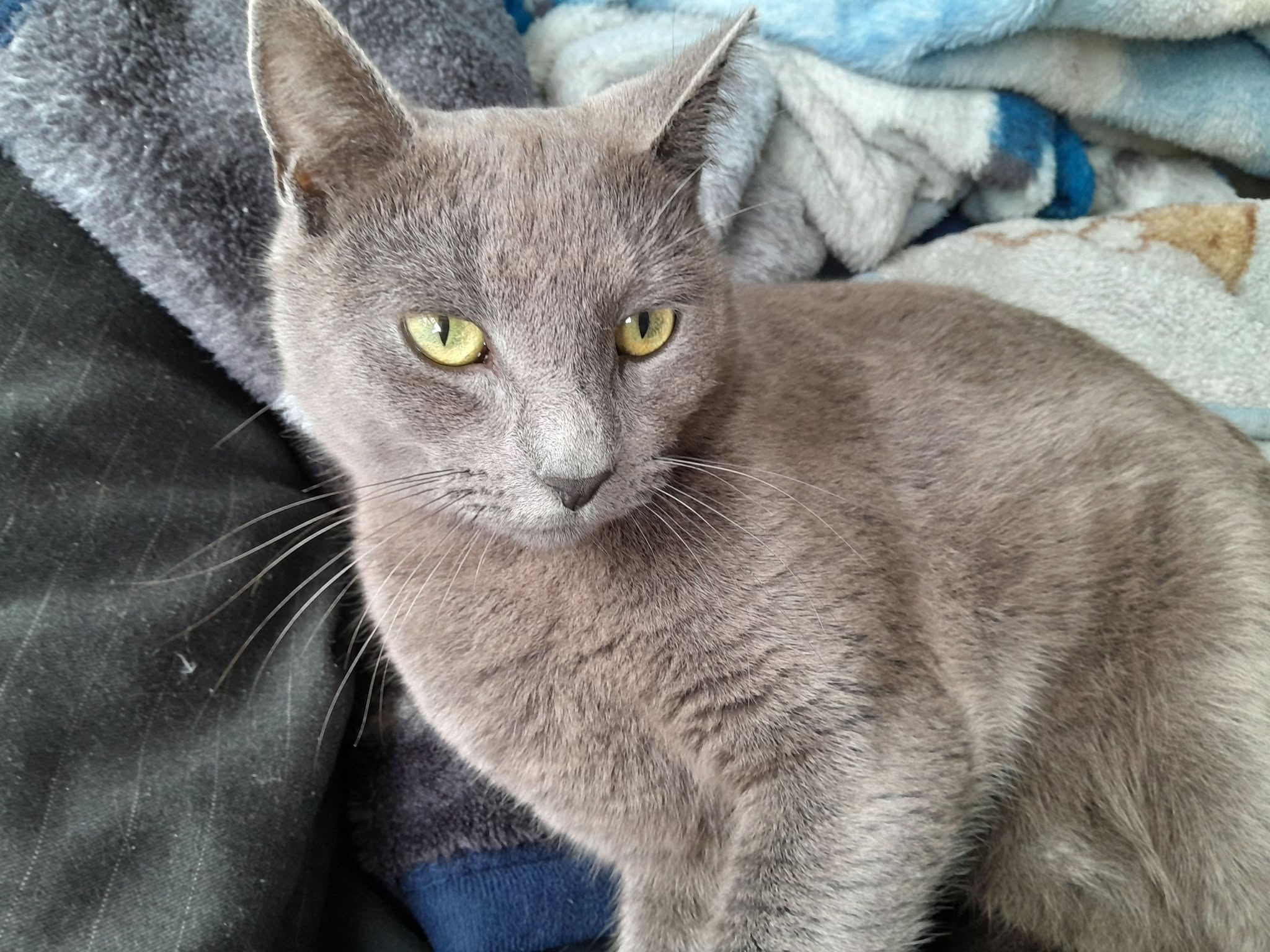 Lost Cat in Auckland