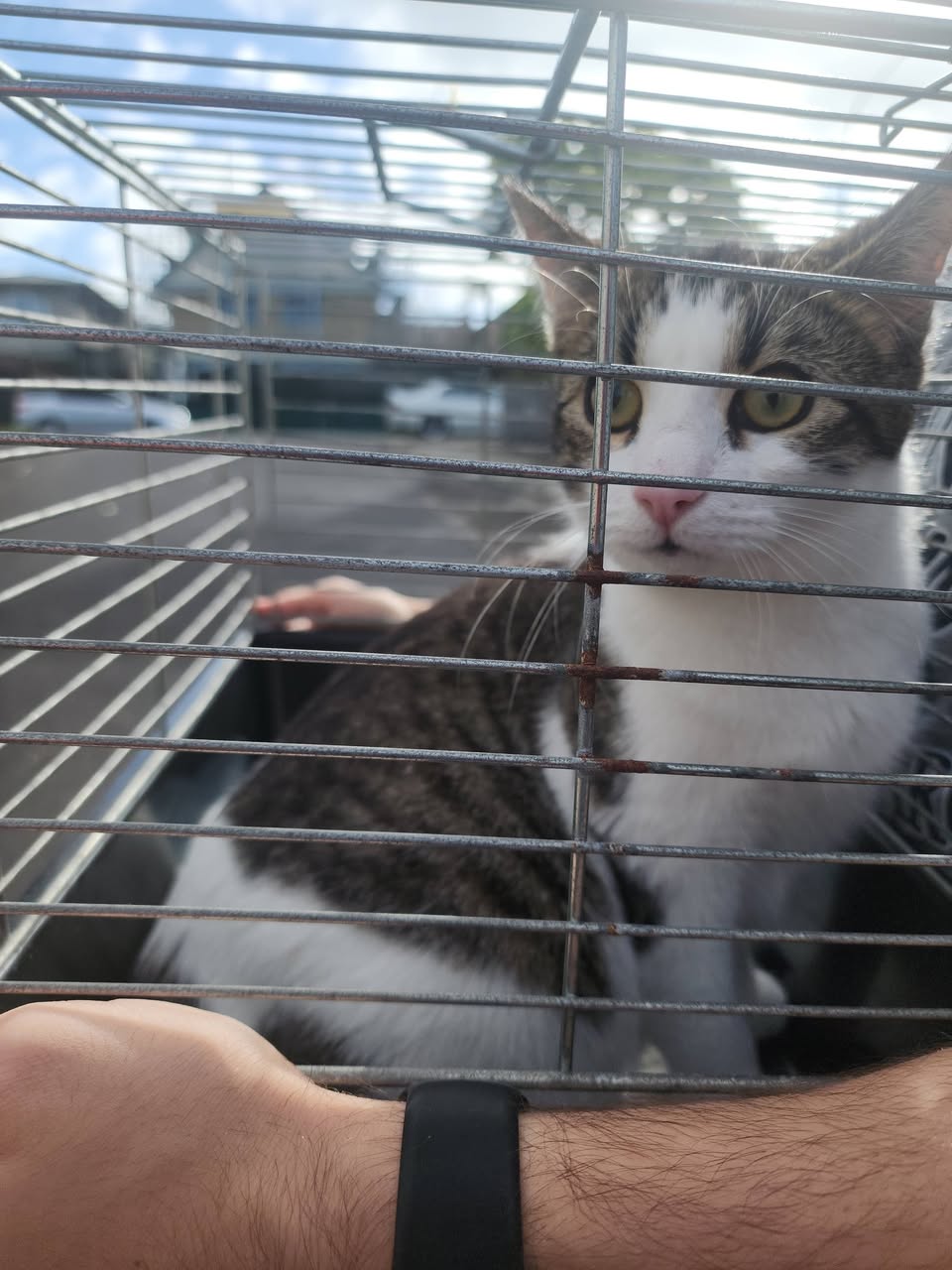 Found cat