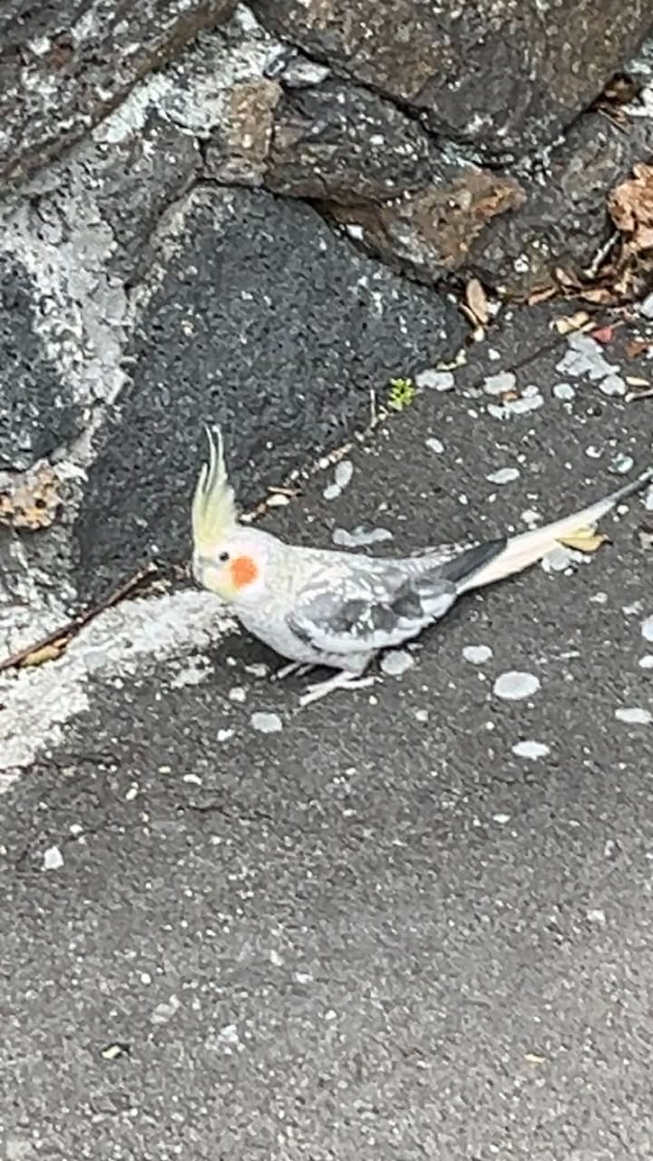 Found bird