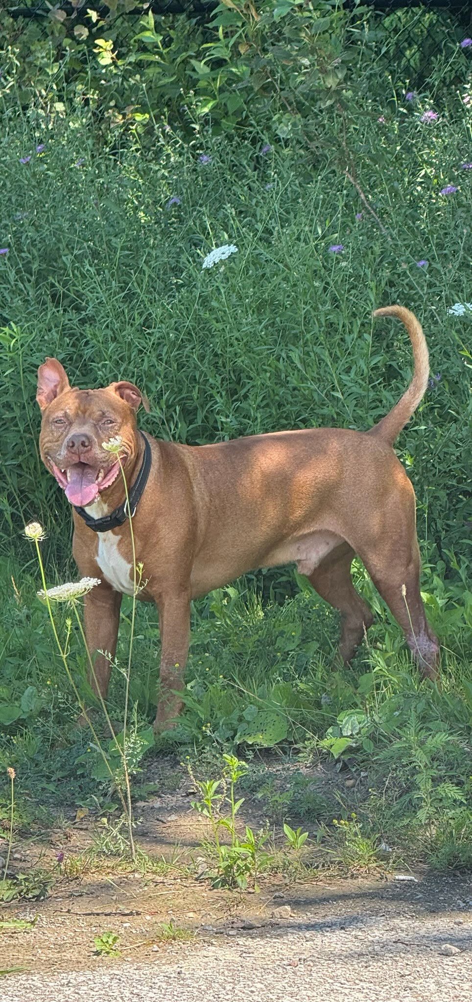 Lost dog