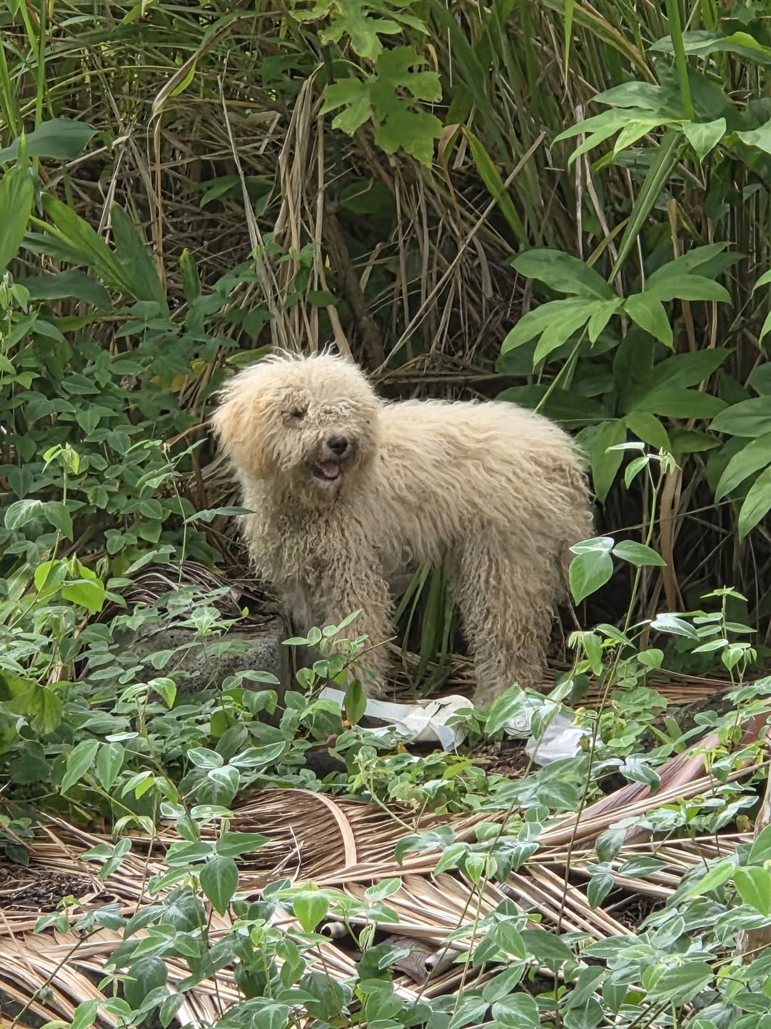 Found dog