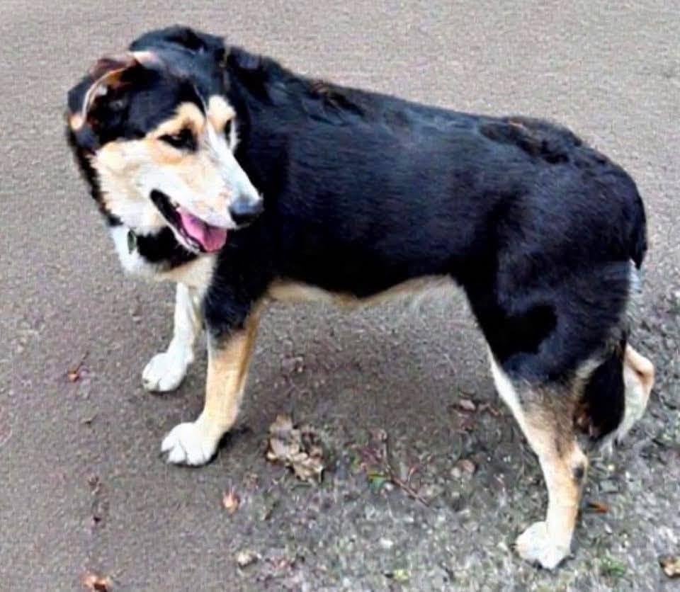 Lost Dog in Belwood