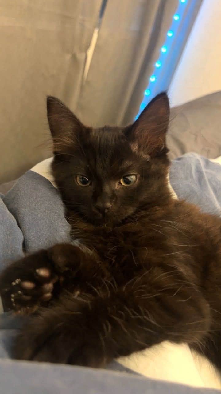 Lost Cat in Karlstad