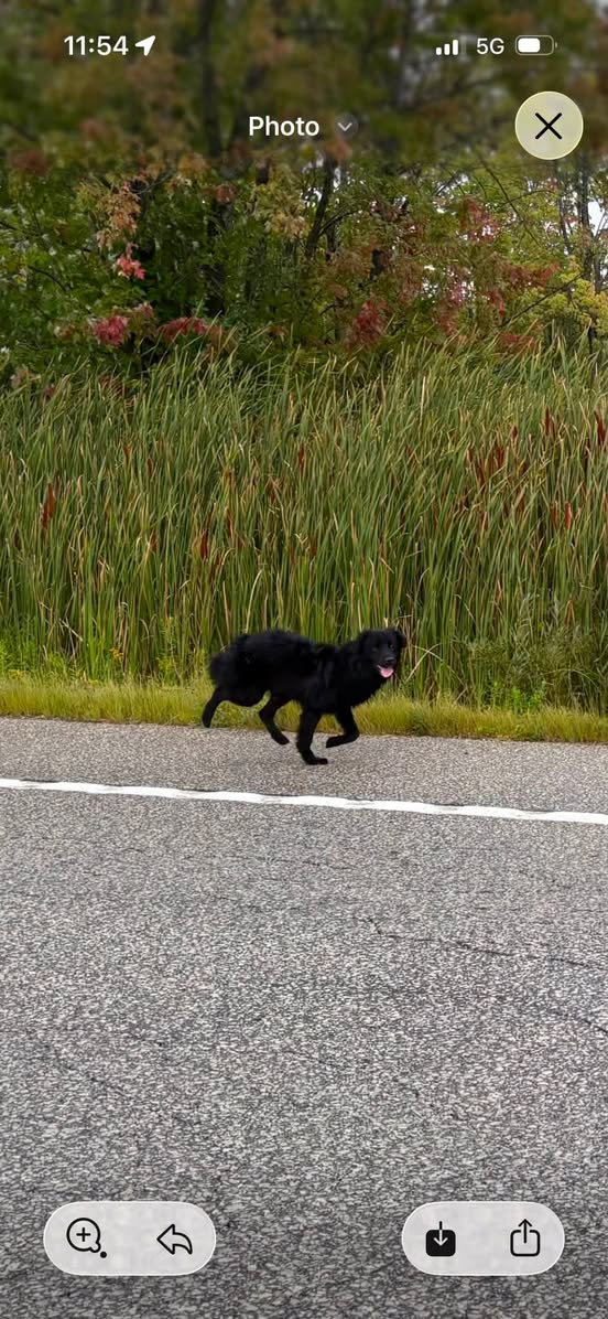 Found Dog in Kimberley