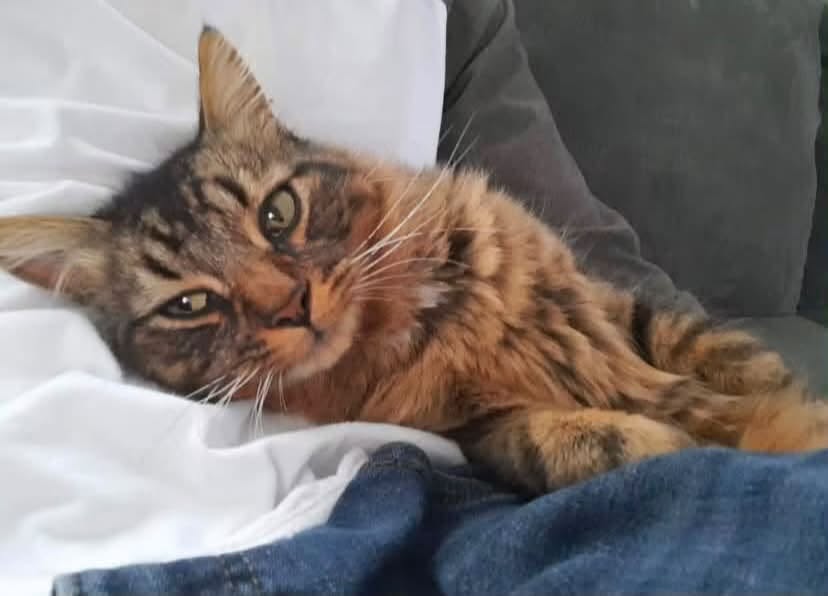 Lost cat