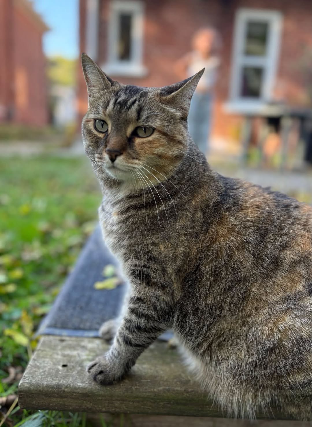 Found cat