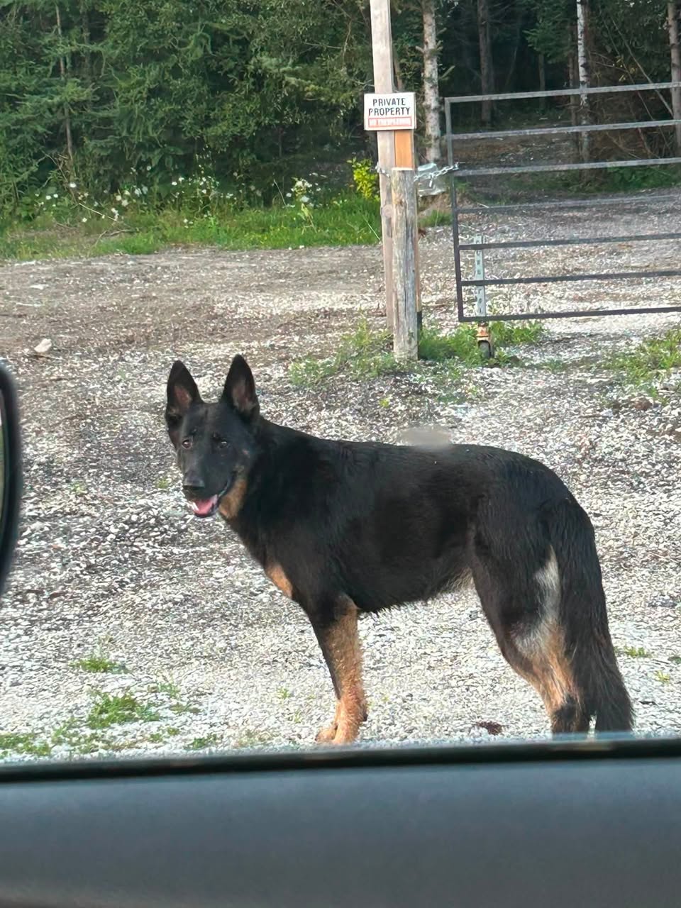 Found dog