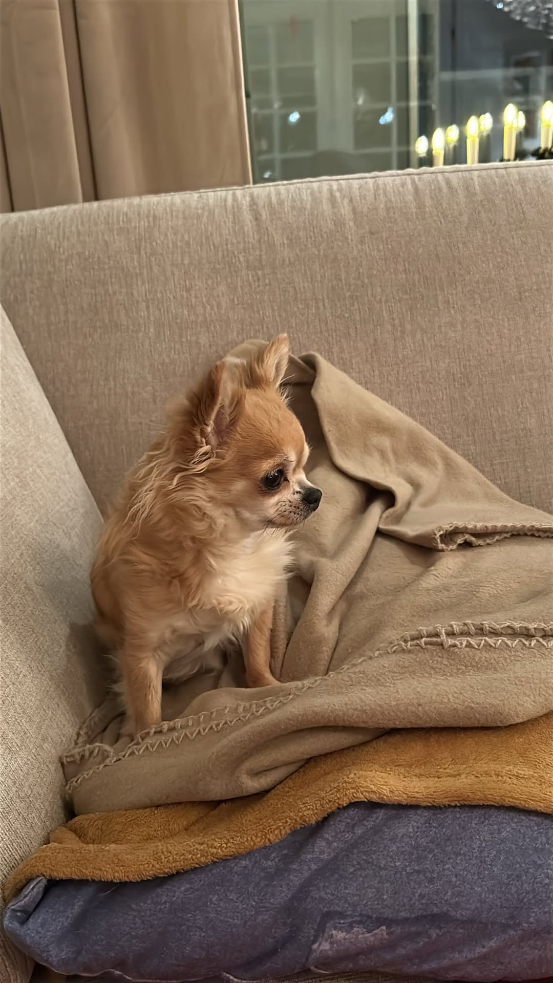 Lost Dog in Orkland