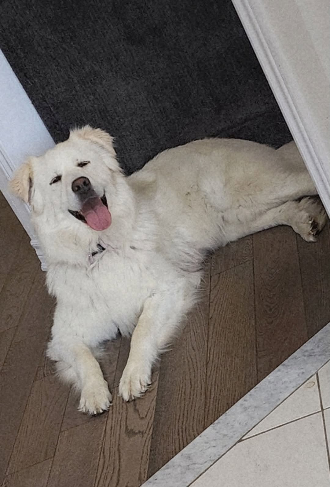 Lost Dog in Beaverton