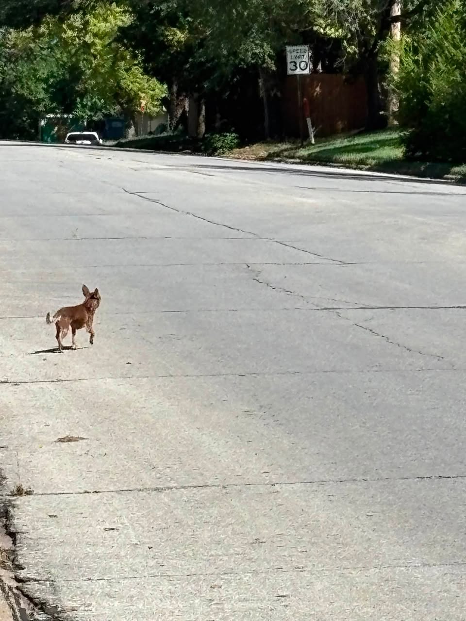 Found Dog in Lyon County