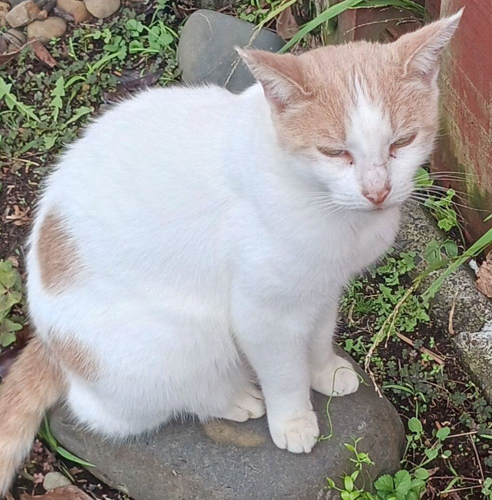 Lost cat