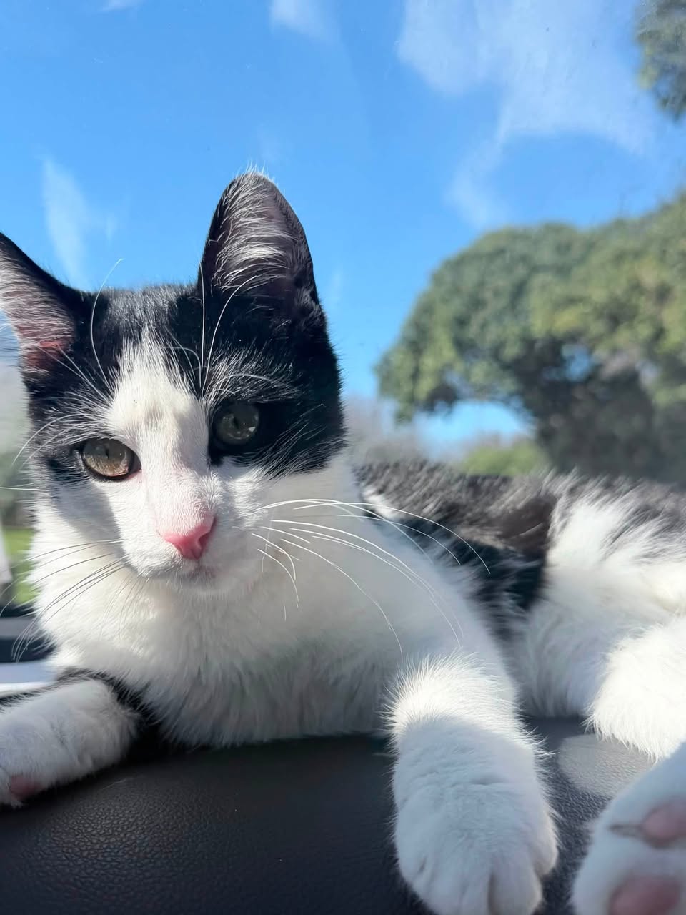 Lost cat