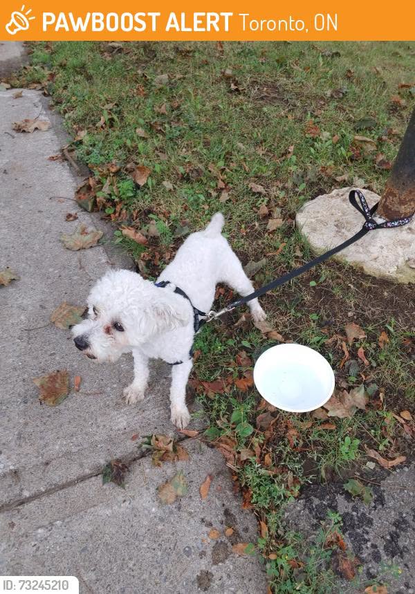 Found dog