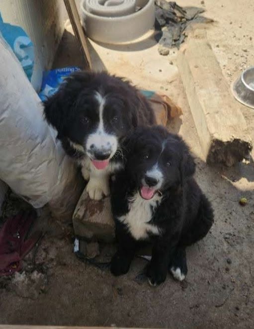 Lost Dog in Dunkeld
