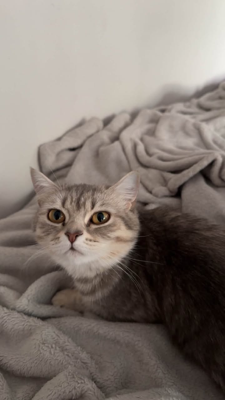 Lost cat