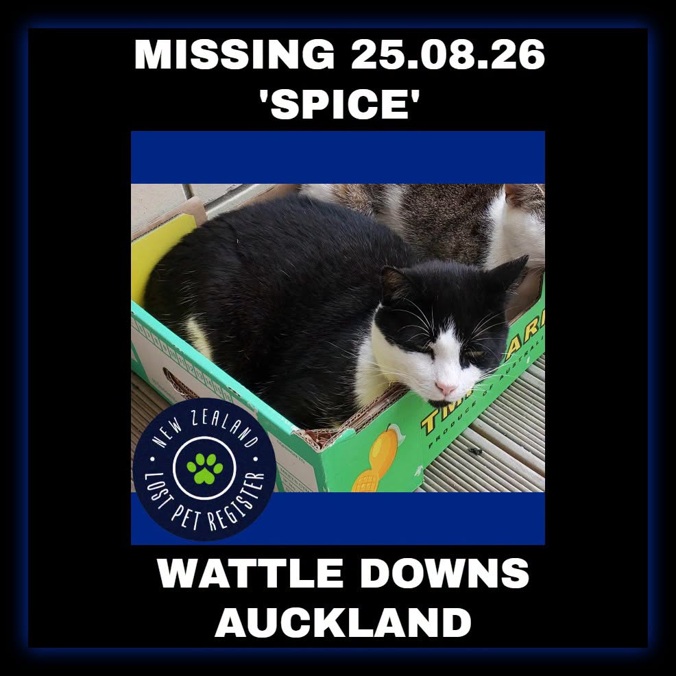 Lost Cat in Auckland