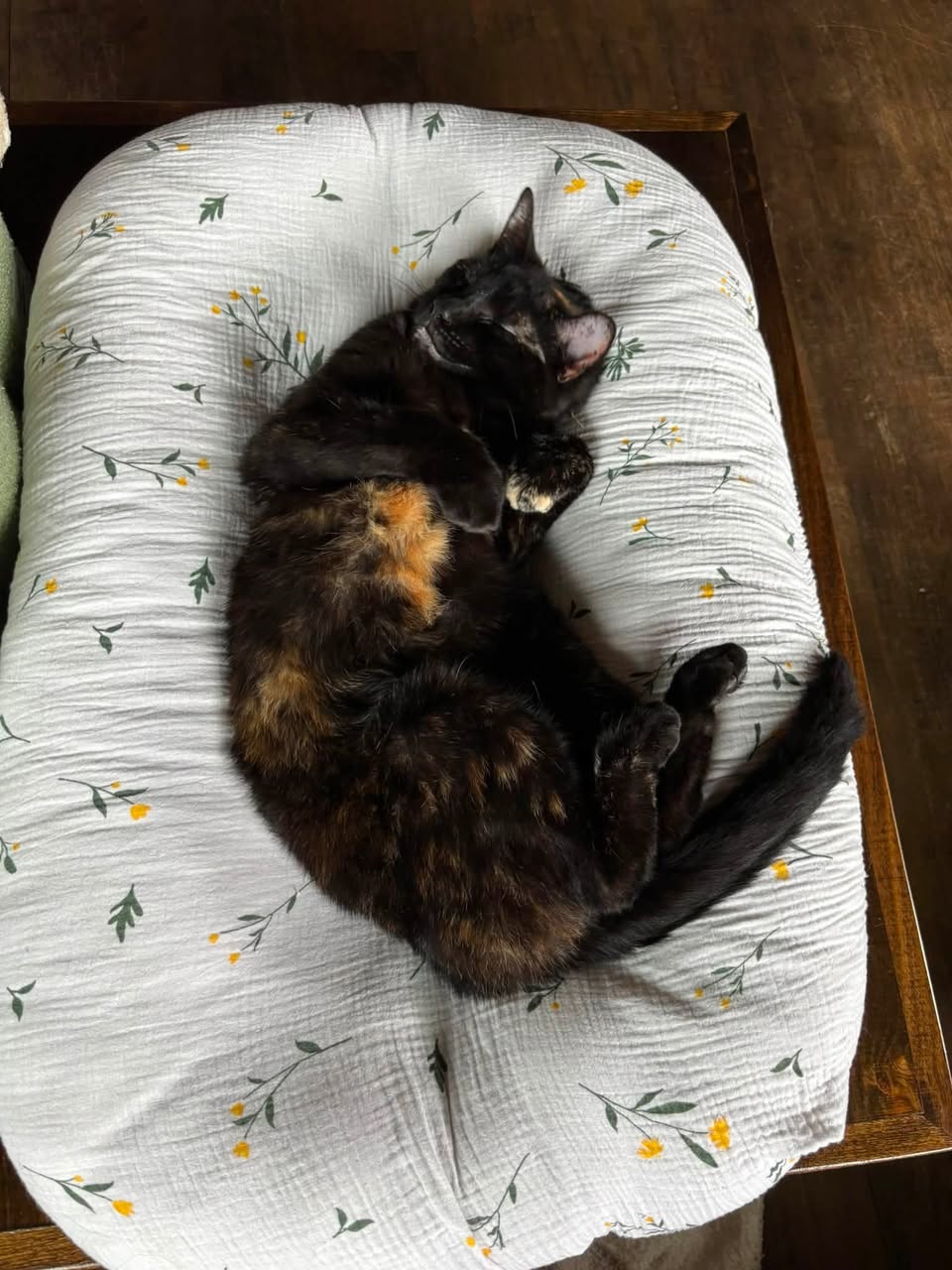 Lost Cat in Meaford