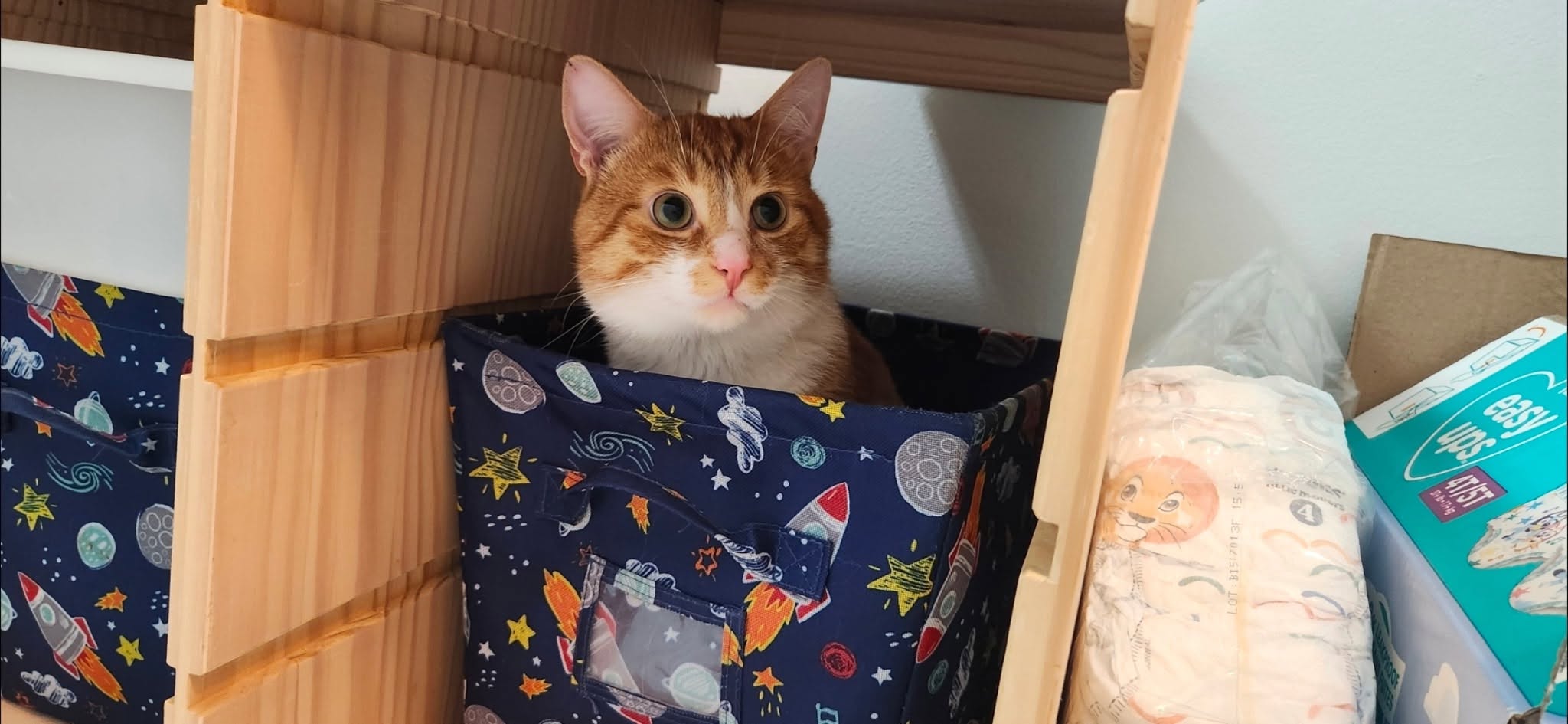 Lost Cat in Owen Sound