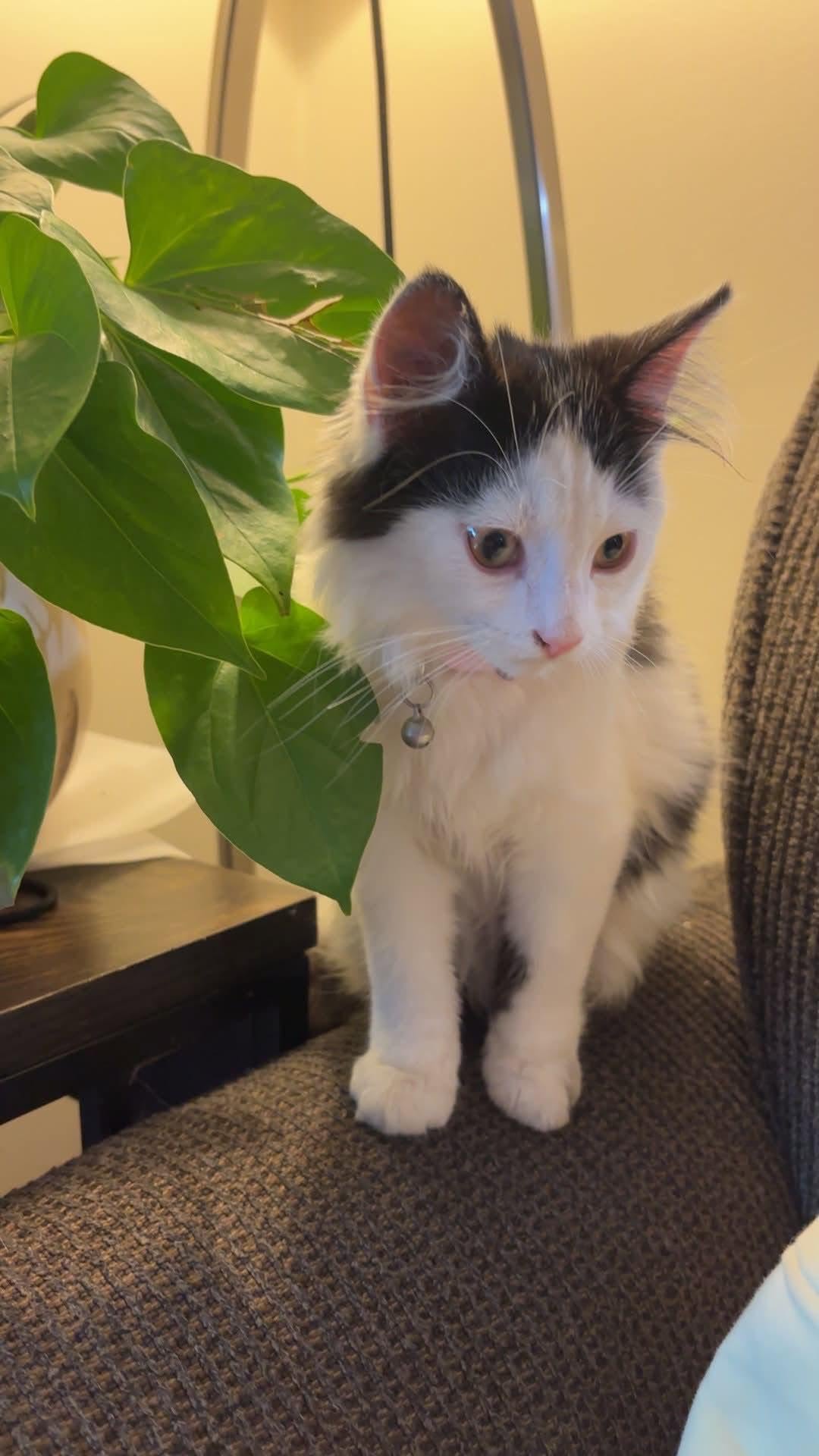 Found cat