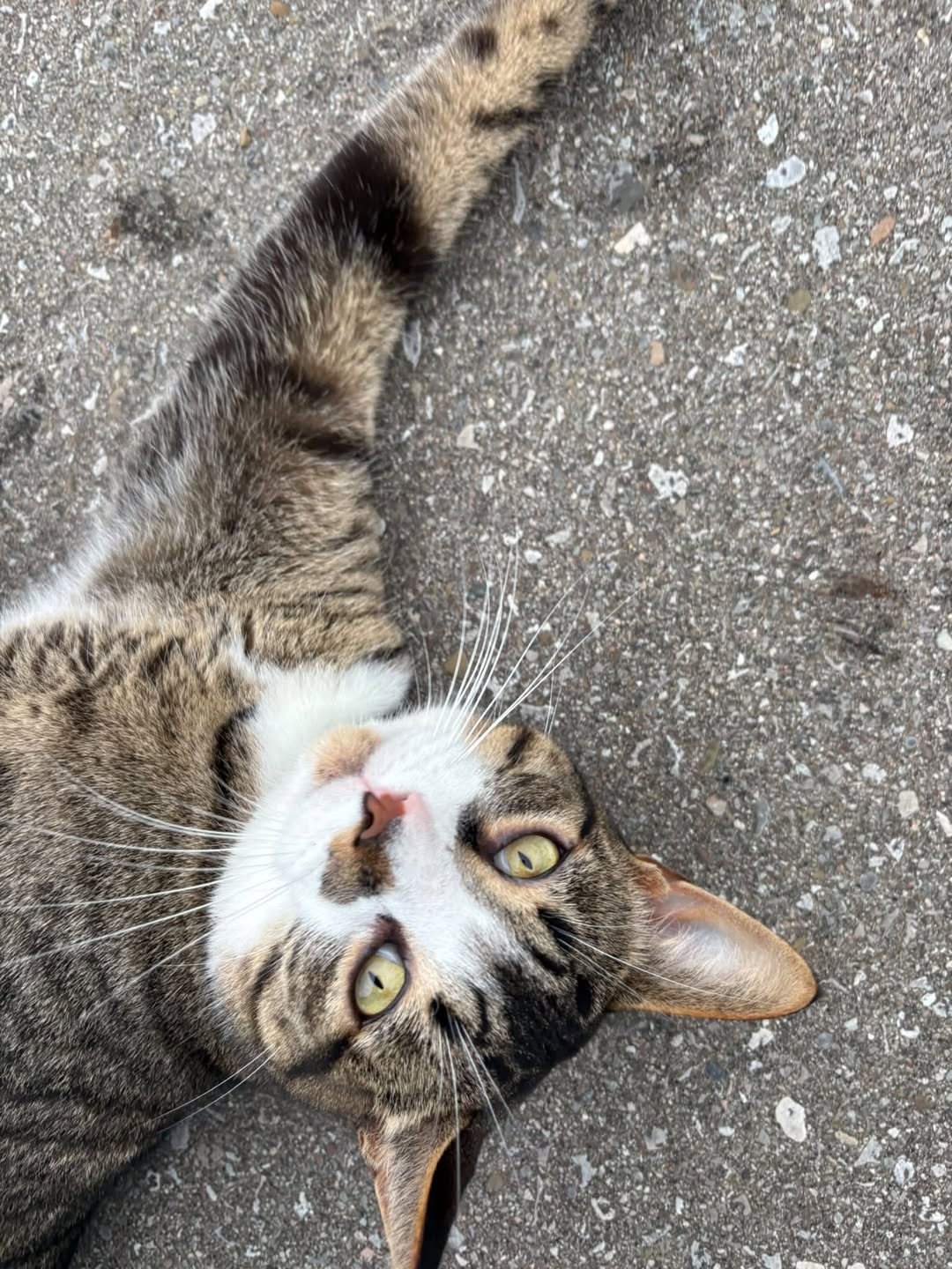 Found cat