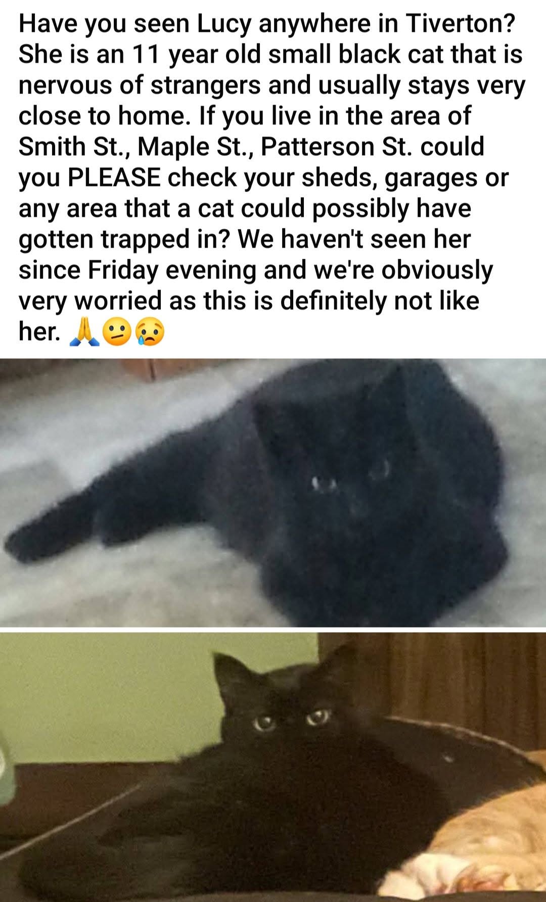 Lost Cat in Tiverton