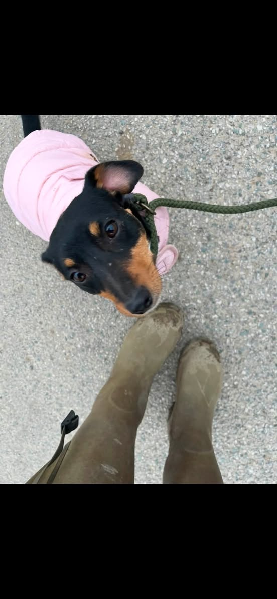 Lost dog