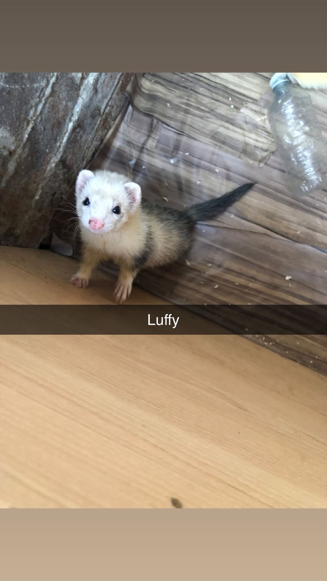 Lost ferret