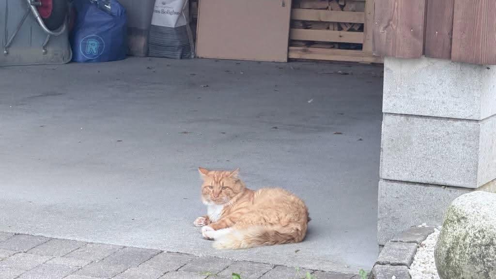 Found cat