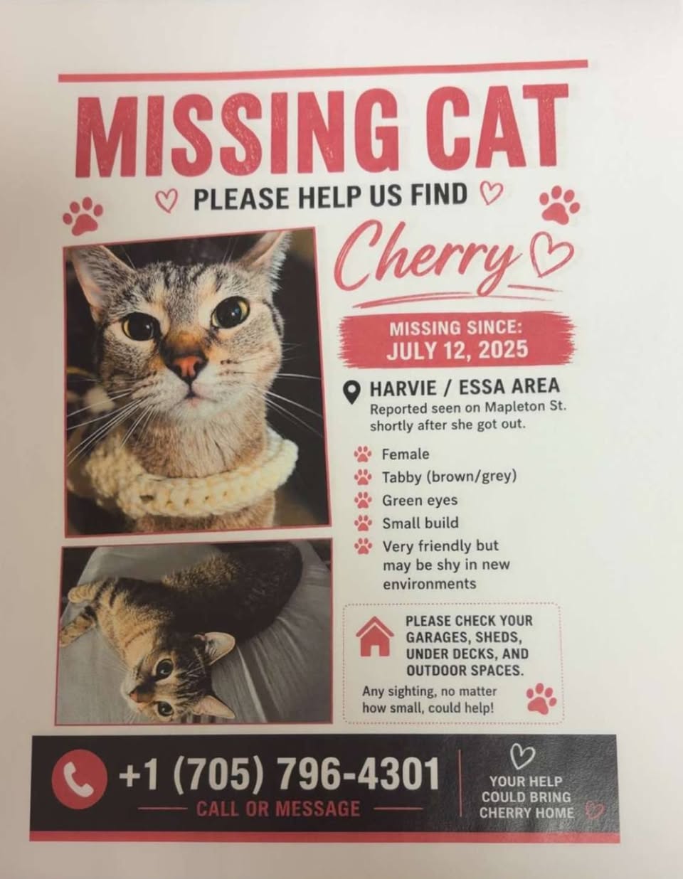 Lost cat