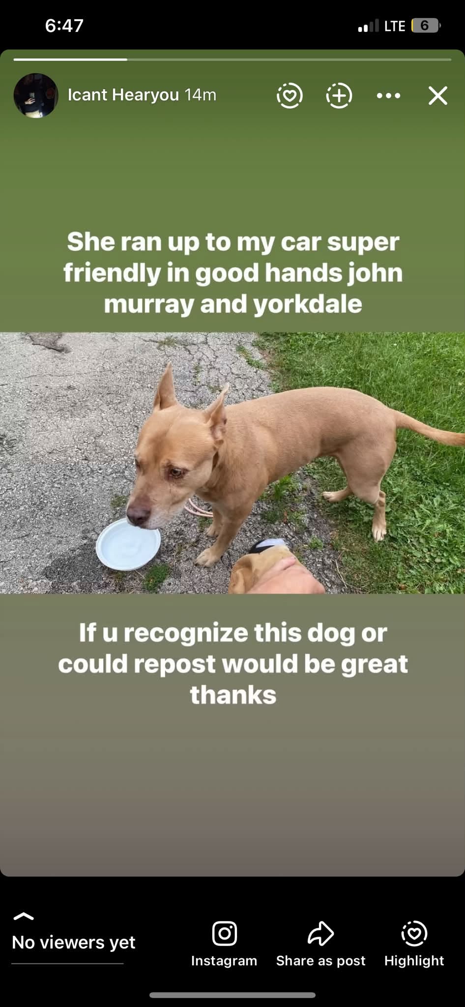 Found dog