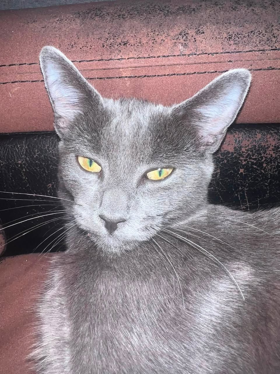 Lost cat