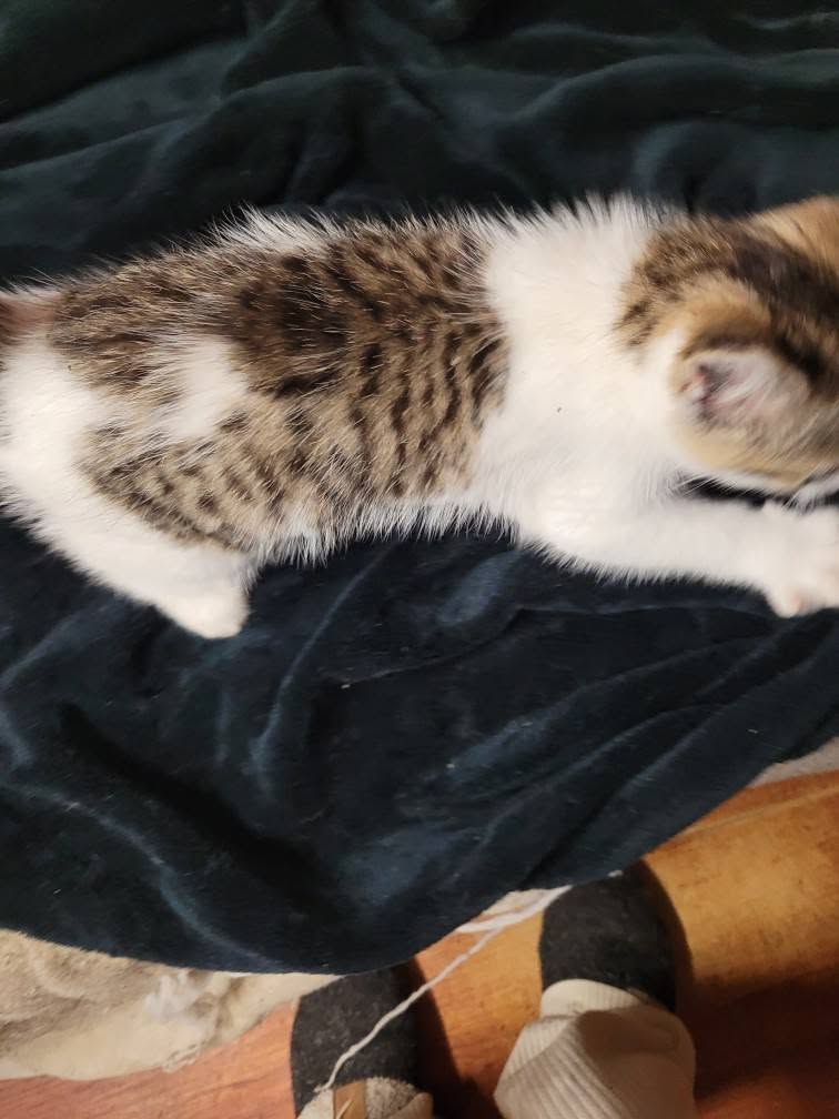 Found cat