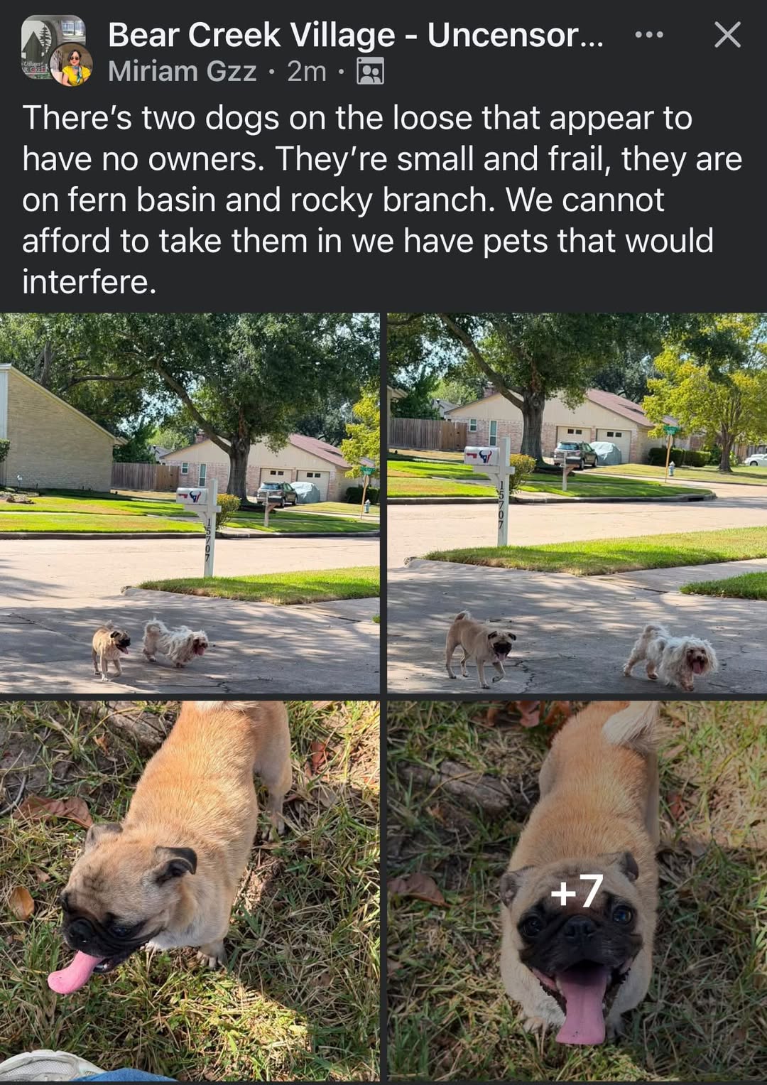 Found dog