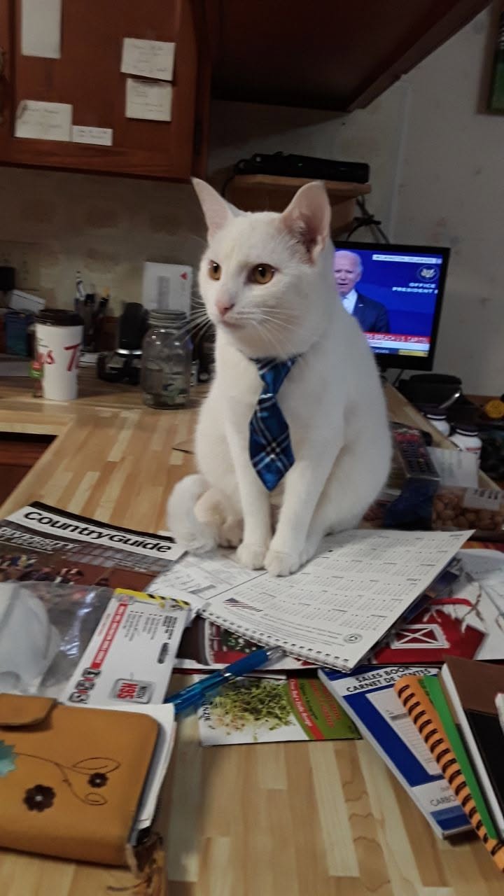 Lost Cat in River Place Park