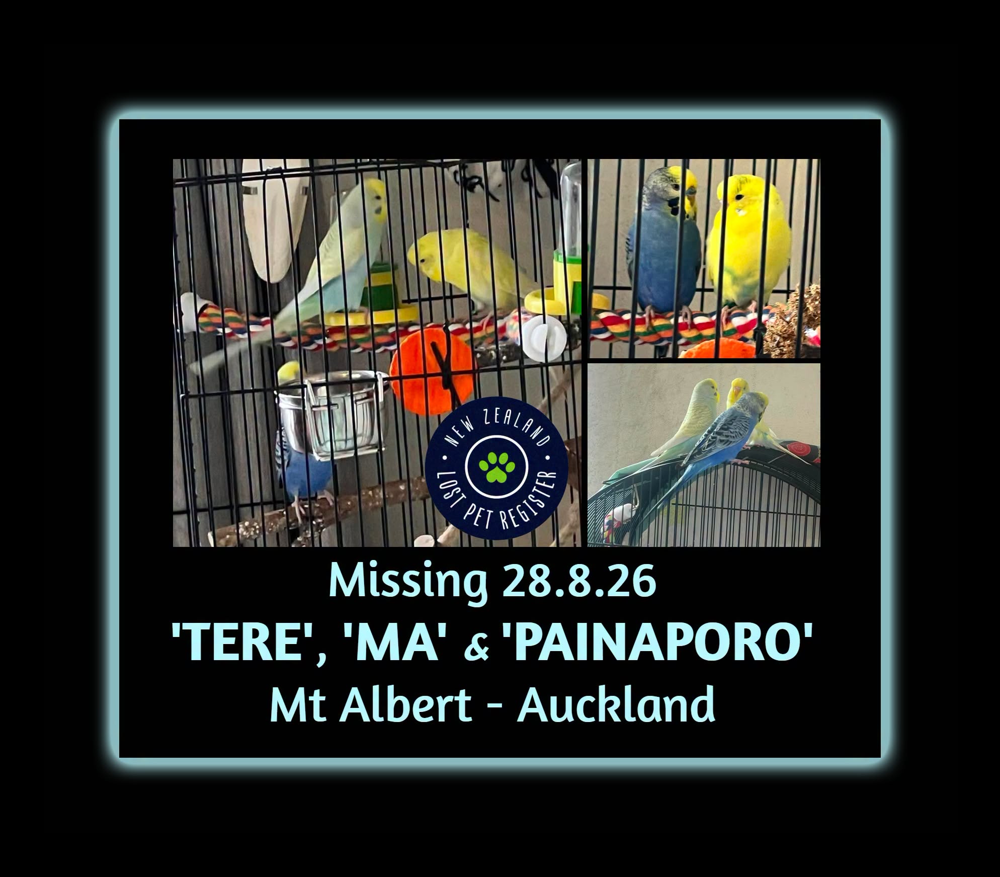Lost Budgie in Auckland