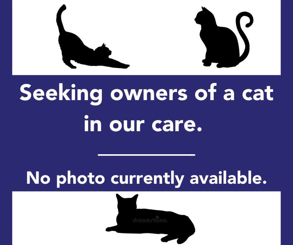 Found Cat in Mapleton