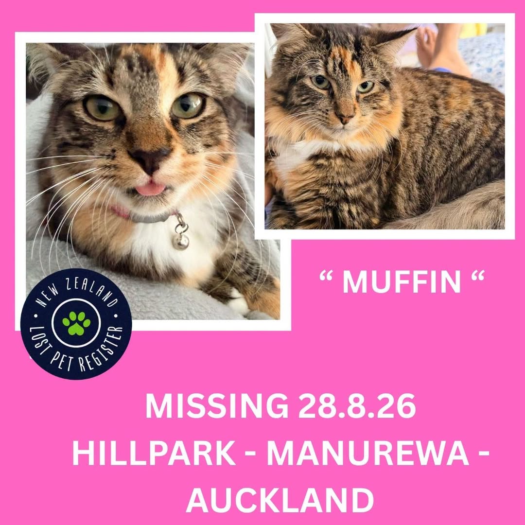 Lost cat