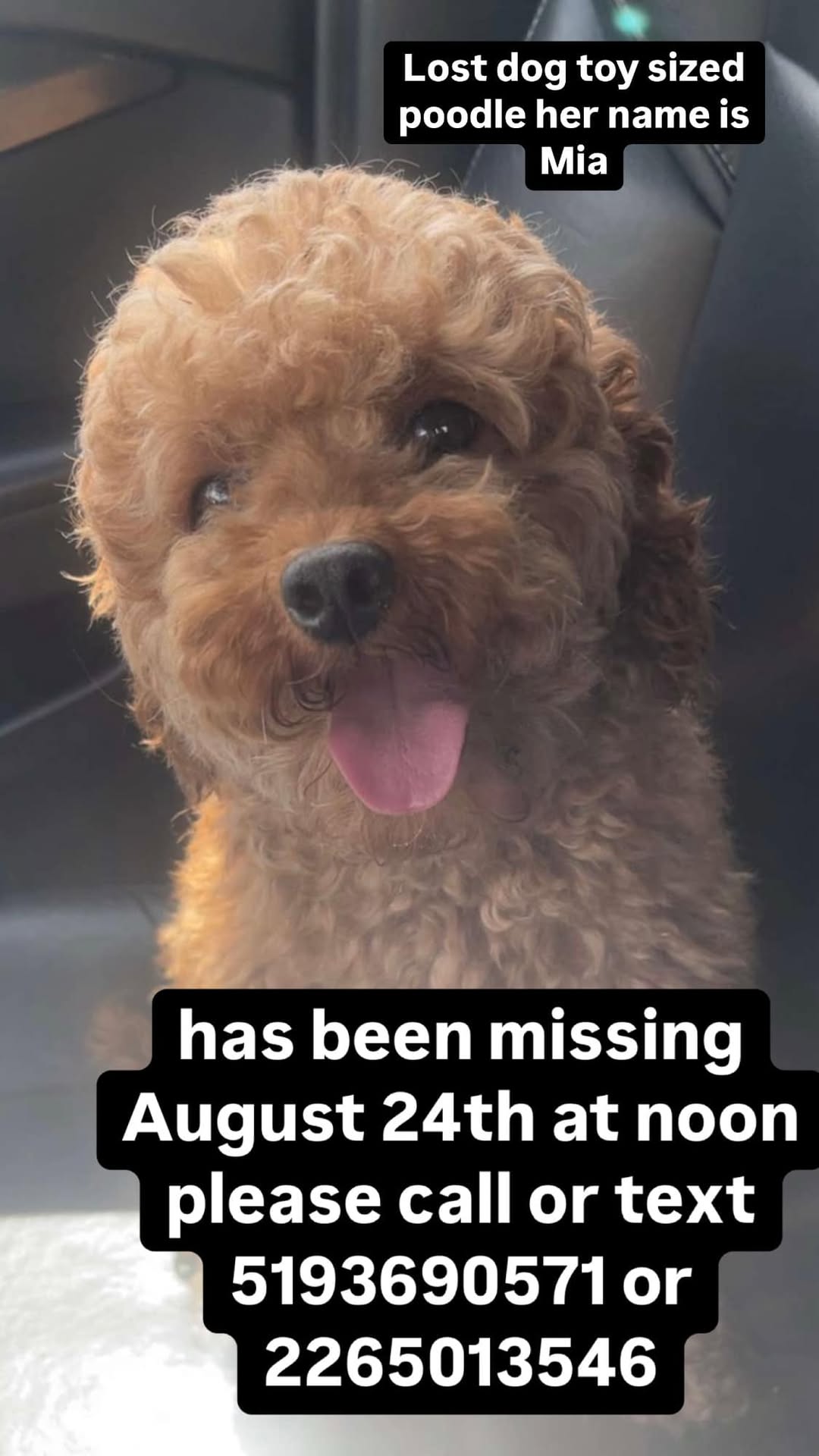 Lost dog